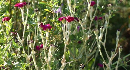 Lychnis coronaria - vue d'ensemble