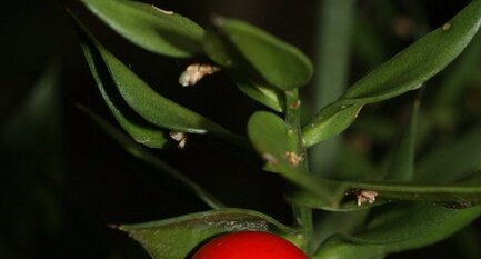 Fruit du fragon piquant