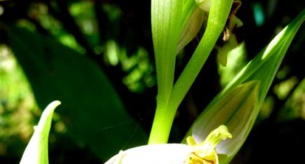 Ophrys (Ophrys apifera)