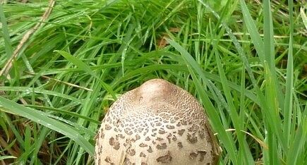 Champignon coulemelle (lépiote élevée)