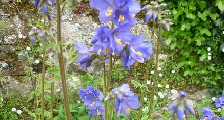 Polemonium caeruleum