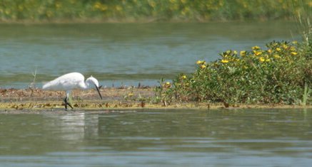 Aigrette garzette