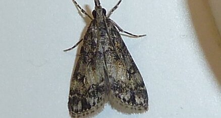 Aglossa caprealis.