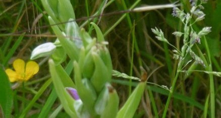 Ophrys abeille (Ophrys apifera)