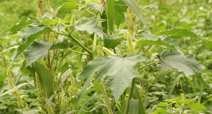 Datura