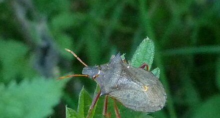 Punaise rousse commune - picromerus bidens