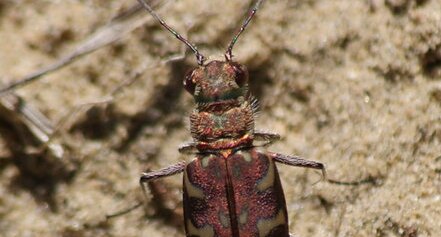 Cicindela flexuosa