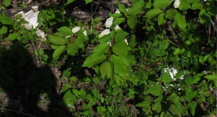 Cerisier à grappe