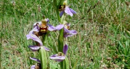 Orchidée abeille (Orphrys apifera)