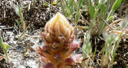 Orobanche du panicaut