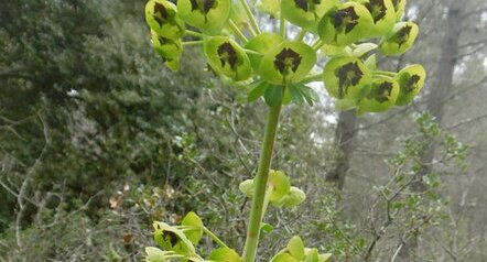 Euphorbe characias sauvage