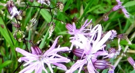 Lychnis fleur de coucou