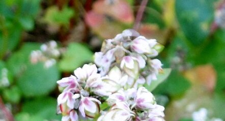 Fleur de blé noir (sarrazin)