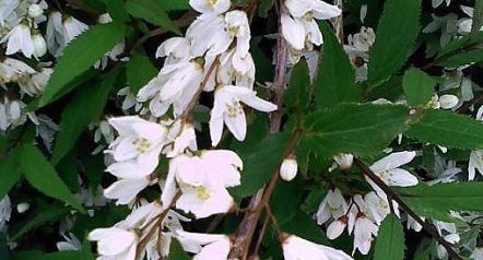 Deutzia gracile (grêle)