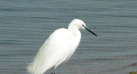 Aigrette garzette