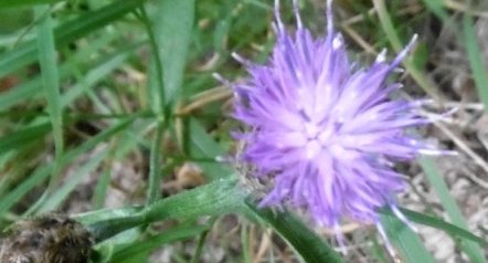 Jasione des montagnes