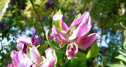 Polygala myrtifolia