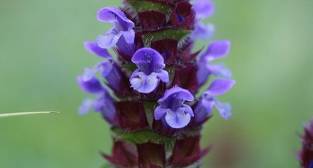 Prunella vulgaris - sous réserve