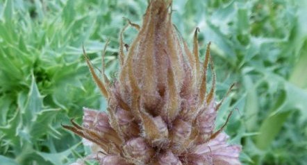 Orobanche du panicaut