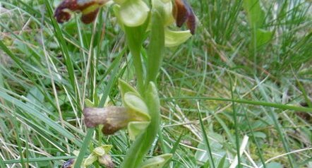 Ophrys bombyx (sous réserve)