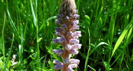 Orobanche rameuse