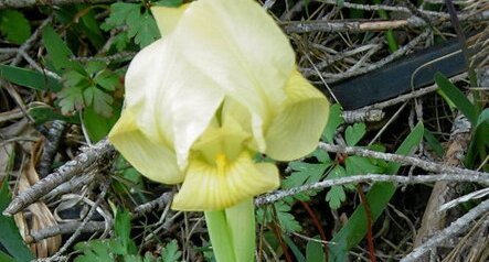 Iris jaunâtre (lutescens)