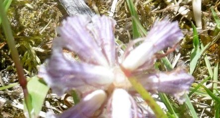 Petite orobanche