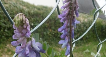 Vesce craque (vicia cracca)