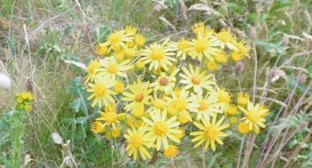 Sénéçon jacobée (jacobea vulgaris)