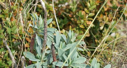 Euphorbe characias