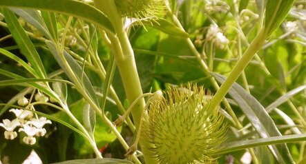 Arbre à ballons (asclepias physocarpa)