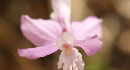 Polygala