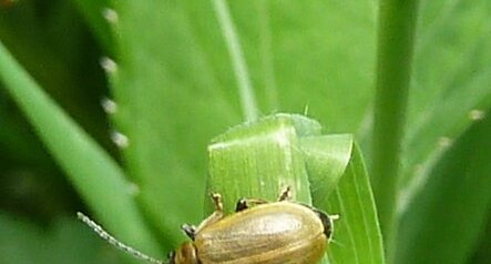 Alleculide Cteniopus flavus.