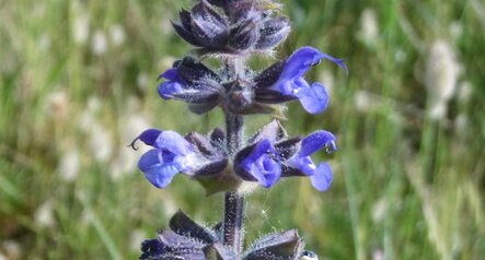 Sauge des prés (salvia pratensis)