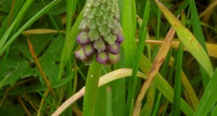 Muscari à toupet