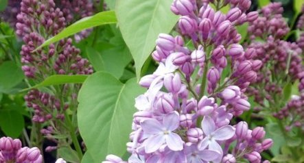 Lilas