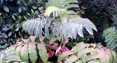 Pimprenelle d'Afrique (melianthus major)