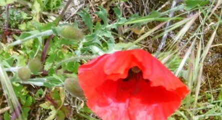 Coquelicot