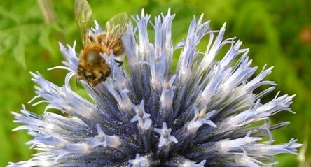 Boule azurée (Echinops sphaerocephalus)