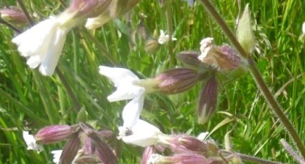 Compagnon blanc (silene latifolia alba)