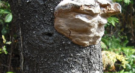 Phellinus (à confirmer)