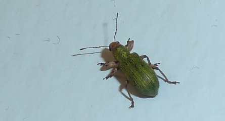 Curculionidé sp.