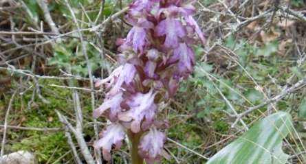 Orchis géant (Himantoglossum robertianum)