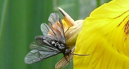 Tenthrède des iris. Rhadinoceraea micans.