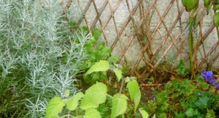 Physalis (Coqueret du Pérou)