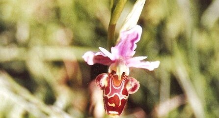 Ophrys abeille ou bécasse