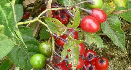 Fruits de la douce-amère