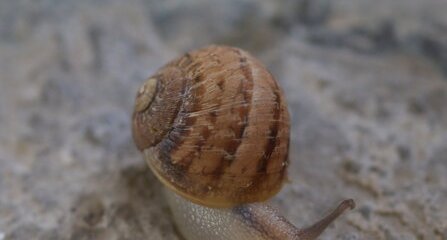 Escargot