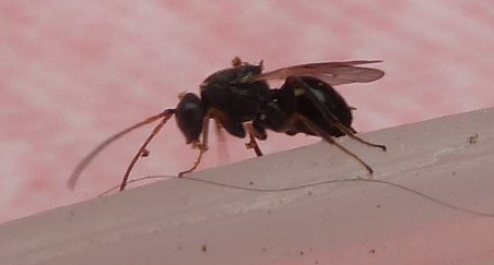 Cynipidae