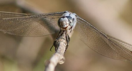 C'est quoi ce qui dépasse ?